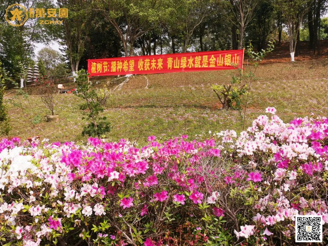 2植树节、播种希望，收获未来。.jpg