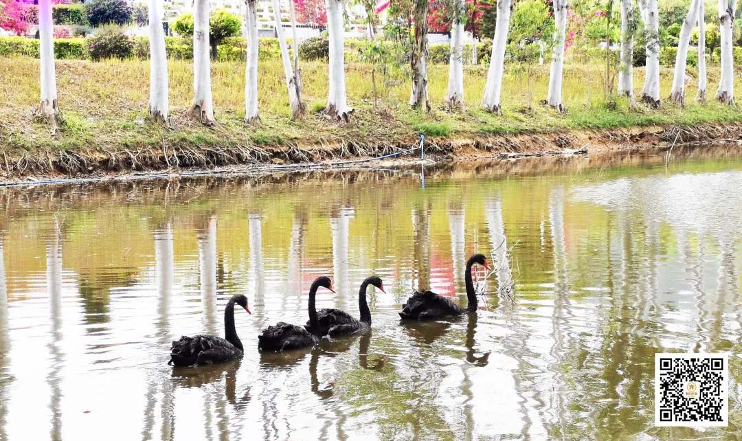 5黑天鹅湖中嬉戏.jpg